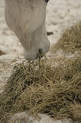 Eating Hay