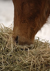 Eating Hay
