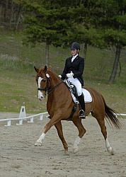 Dressage On The Bit