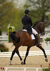 Dressage On The Bit