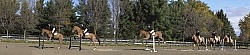Hunter Jumper Schooling Grids