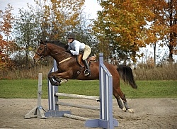 Schooling Over Fences