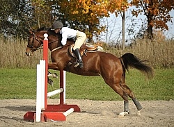 Schooling Over Fences