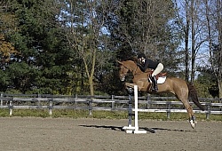 Schooling Over Fences