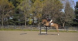 Schooling Over Fences