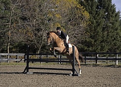 Schooling Over Fences