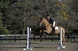 Schooling Over Fences