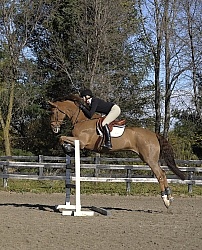 Schooling Over Fences