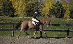 Schooling English on the Flat