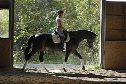 Dressage Schooling