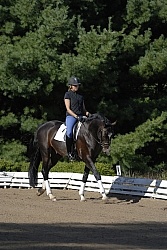 Dressage Schooling
