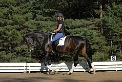 Dressage Schooling
