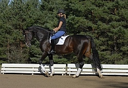 Oakrest Dressage Schooling