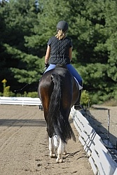 Dressage Schooling