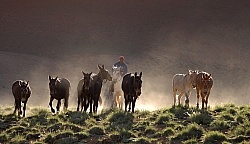Crossing The Andes Bringing in the Mules