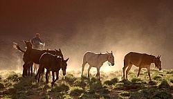 Crossing The Andes Bringing in the Mules
