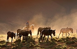 Crossing The Andes Bringing in the Mules