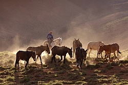 Crossing The Andes Bringing in the Mules