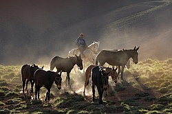 Crossing The Andes Bringing in the Mules