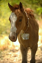 Criollo Foal follows the Andes Ride