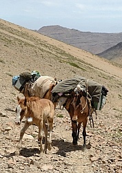 Criollo Foal follows the Andes Ride