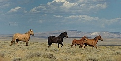 Wild horses in Wyoming