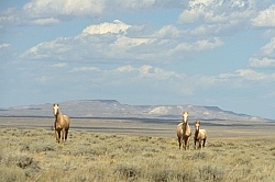 Wild horses in Wyoming