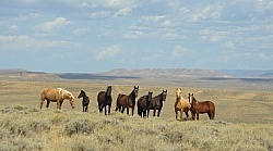 Wild horses in Wyoming