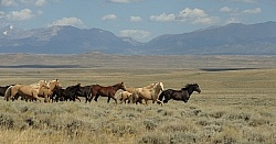 Wild horses in Wyoming