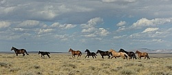 Wild horses in Wyoming