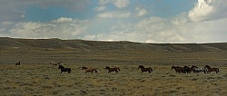 Wild horses in Wyoming
