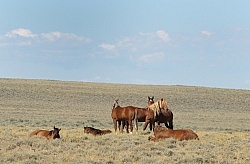 Wild horses in Wyoming