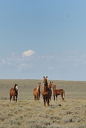 Wild horses in Wyoming