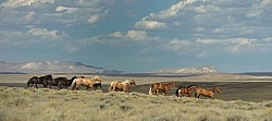 Wild horses in Wyoming