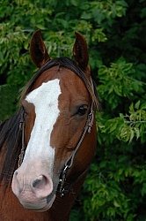 Quarter Horse Portrait
