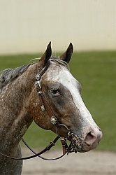 Appaloosa Portrait Western