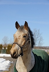 Appaloosa Portrait