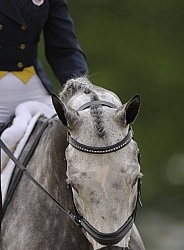 Dressage Braided Forelock