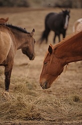 Eating Hay