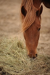 Eating Hay