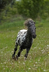 Spotted Miniature Free Running