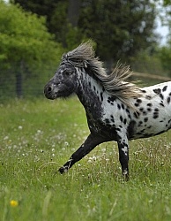 Spotted Miniature Free Running