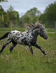 Spotted Miniature Free Running