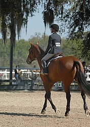 Hunter in Ring on Flat