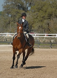 Hunter in Ring on Flat