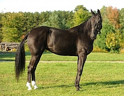 Standardbred Conformation