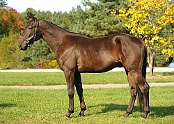 Standardbred Conformation