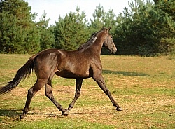 Standardbred Free Running