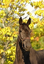 Standardbred Portrait