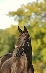 Standardbred Portrait